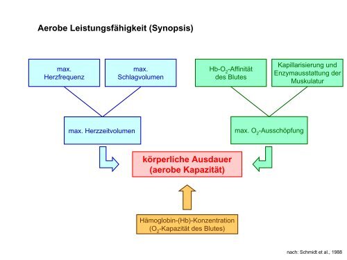 Leistungsphysiologie I, II, III (H. Pagel) - Institut für Physiologie