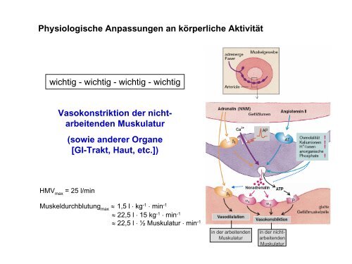 Leistungsphysiologie I, II, III (H. Pagel) - Institut für Physiologie