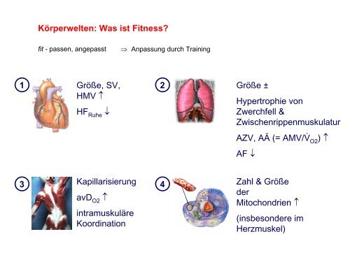 Leistungsphysiologie I, II, III (H. Pagel) - Institut für Physiologie