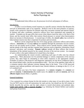 anatomy and physiology objectives Here is the best resource for homework help with bms 250 : anatomy and physiology i at grand valley state find bms250 study guides, notes, and practice tests. anatomy and physiology objectives Here is the best resource for homework help with bms 250 : anatomy and physiology i at grand valley state find bms250 study guides, notes, and practice tests.