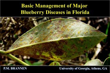 Basic Management of Major Blueberry Diseases in Florida