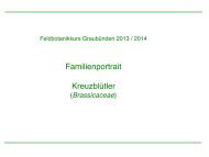 Familienportrait Kreuzblütler