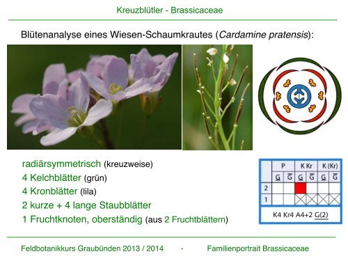 Familienportrait Kreuzblütler