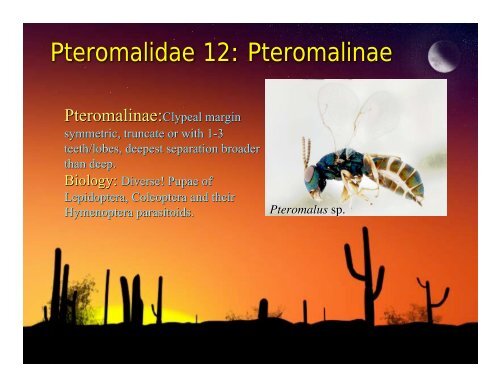 Chalcidoidea Presentation: Michael Gates - The HYM Course