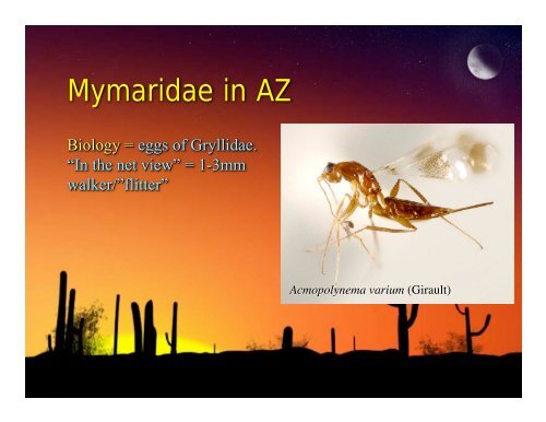 Chalcidoidea Presentation: Michael Gates - The HYM Course