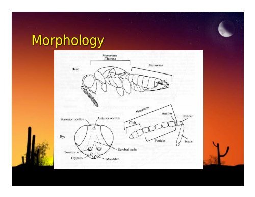 Chalcidoidea Presentation: Michael Gates - The HYM Course