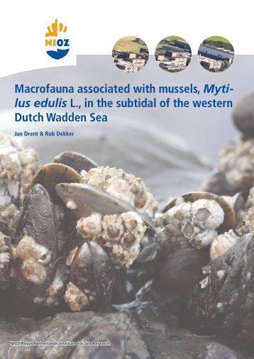 Macrofauna associated with mussels, Myti- lus edulis L., in ... - NIOZ