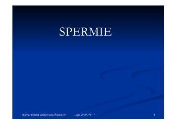 SPERMIE - FROV JU