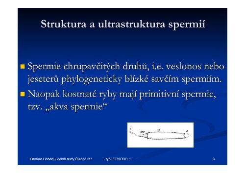 SPERMIE - FROV JU