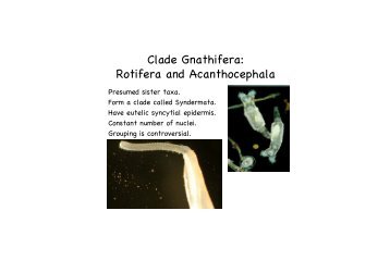 Clade Gnathifera: Rotifera and Acanthocephala