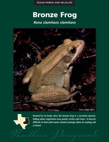 Bronze Frog - The State of Water