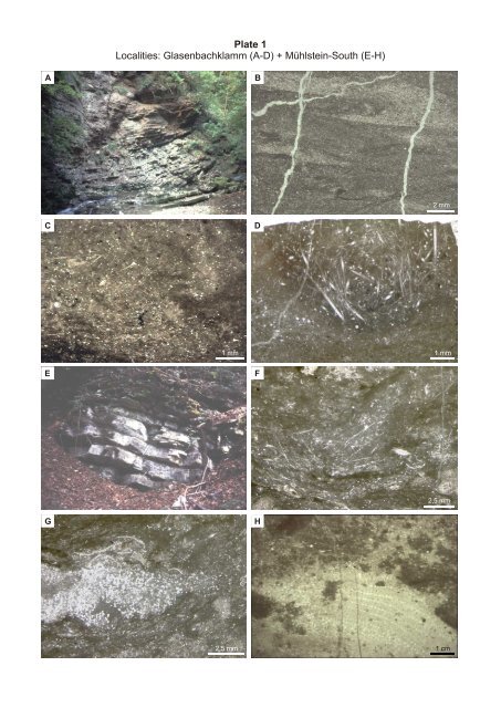 Porifera-microbialites of the Lower Liassic (Northern Calcareous ...