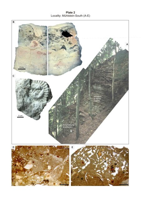 Porifera-microbialites of the Lower Liassic (Northern Calcareous ...