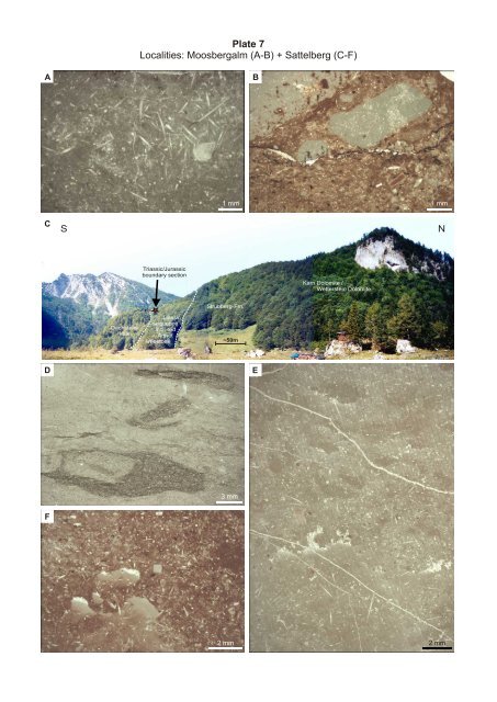 Porifera-microbialites of the Lower Liassic (Northern Calcareous ...