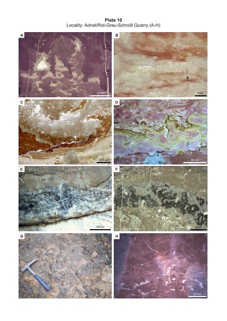 Porifera-microbialites of the Lower Liassic (Northern Calcareous ...