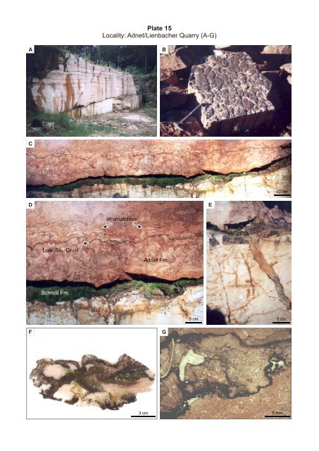 Porifera-microbialites of the Lower Liassic (Northern Calcareous ...