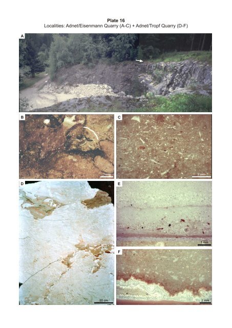 Porifera-microbialites of the Lower Liassic (Northern Calcareous ...