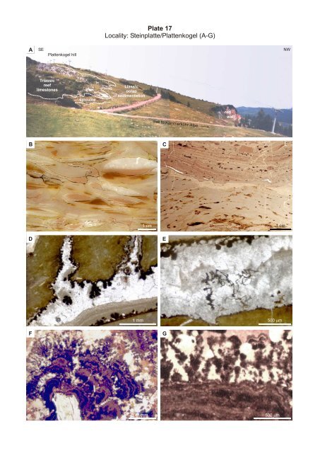 Porifera-microbialites of the Lower Liassic (Northern Calcareous ...