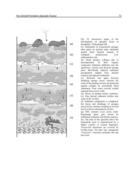 Porifera-microbialites of the Lower Liassic (Northern Calcareous ...