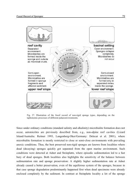 Porifera-microbialites of the Lower Liassic (Northern Calcareous ...