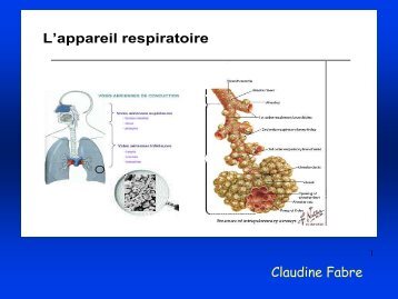 L'appareil respiratoire