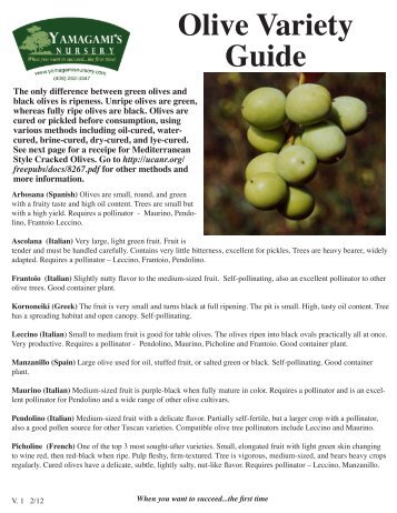 Olive Variety Guide