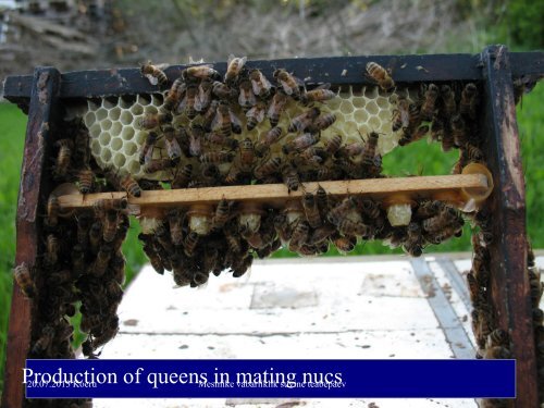 The principles and some useful practices for queen rearing - Eesti ...