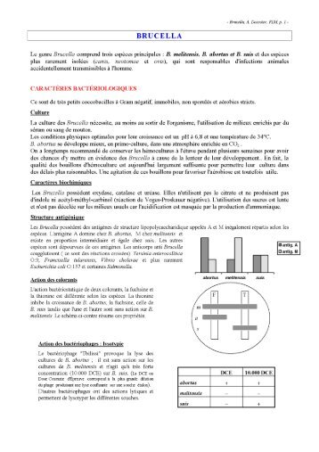 Brucella - polycopié - Cours de Anne Decoster