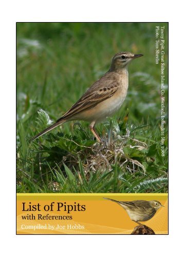 Pipit - Irish Rare Birds Committee