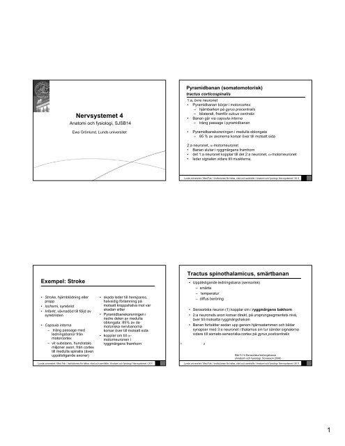 Nervsystemet 4.pdf - Lunds universitet