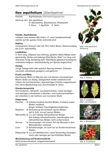 Ilex aquifolium (Stechpalme)