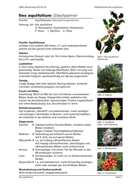thuja ägypten Thuja occidentalis Smaragd main image 1