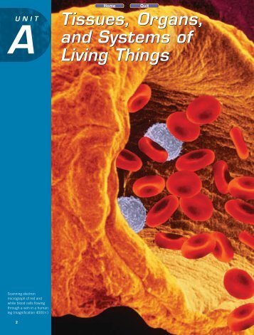 Tissues, Organs, and Systems of Living Things Tissues ... - Kilby