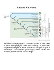 III.6. Plants