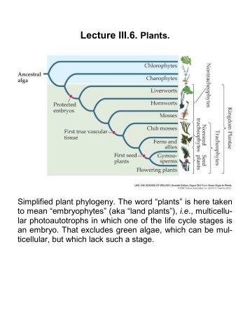 III.6. Plants