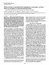 Dual promoter of Agrobacterium tumefaciens mannopine synthase ...