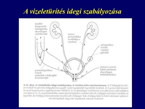 A kiválasztás