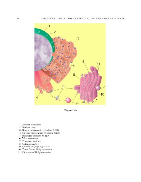 Siyavula: Life Sciences Grade 10 - Cd3wd.com