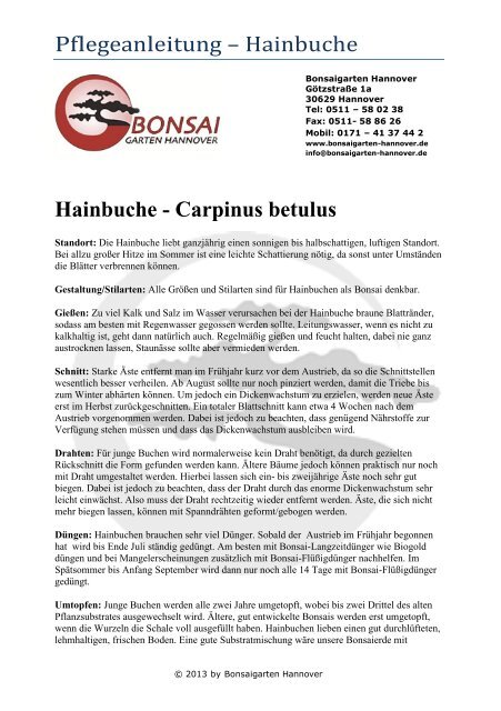 Hainbuche Carpinus betulus BonsaiGarten Hannover