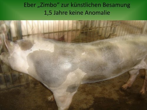 Anomalien bei Ferkel - Kompetenzinitiative