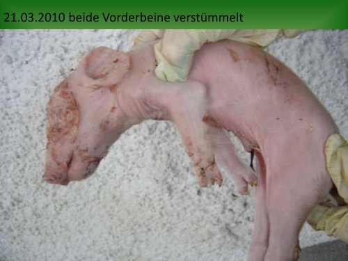 Anomalien bei Ferkel - Kompetenzinitiative