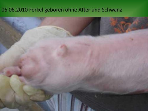 Anomalien bei Ferkel - Kompetenzinitiative