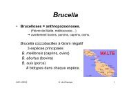 Brucella cours dcem1