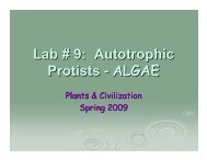 Lab # 9: Autotrophic Protists - ALGAE