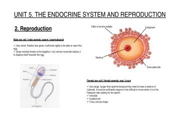 UNIT 5. THE ENDOCRINE SYSTEM AND REPRODUCTION - Bell-lloc