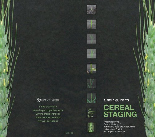 cereal staging - Bayer CropScience