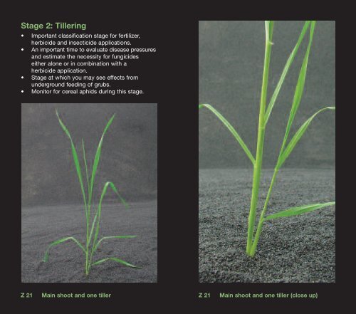 cereal staging - Bayer CropScience