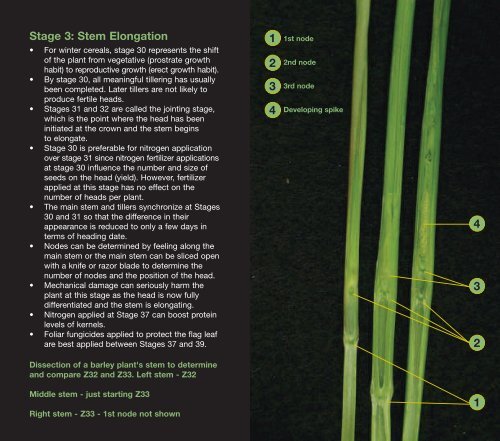 cereal staging - Bayer CropScience