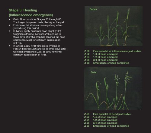 cereal staging - Bayer CropScience