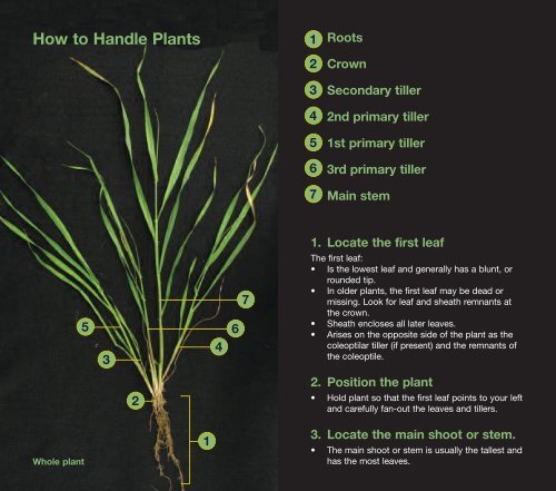 cereal staging - Bayer CropScience